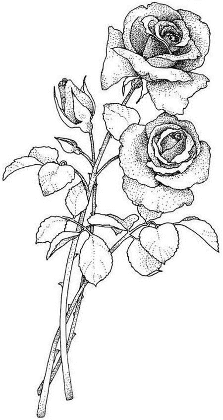 coloriage deux tiges de roses